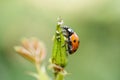 Ladybug climbing up a plant