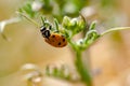 Ladybug climbing on a wild plant