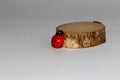 the ladybug climbs up the stump on the white backgorund Royalty Free Stock Photo