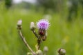 A ladybug clings to a purple thistle flower - lush green field background Royalty Free Stock Photo