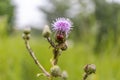 A ladybug clings to a purple thistle flower - lush green field background Royalty Free Stock Photo