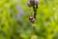 A ladybug clings to a purple thistle flower - lush green field background Royalty Free Stock Photo