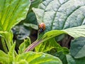 Ladybug close macro view