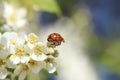 Ladybug close-up on bird cherry flower. A positive summer snapshot of an insect on a white background. Lady-beetle macro