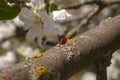 Ladybug close up. Coccinellidae on a branch of a blossoming apple tree Royalty Free Stock Photo