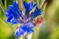 Ladybug close up on flower