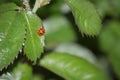Ladybug close-up on a green rose leaf Royalty Free Stock Photo