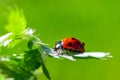 A ladybug close-up on a on a green spring leaf. Beautiful blurred spring background Royalty Free Stock Photo