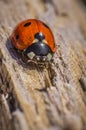 Ladybug close-up Royalty Free Stock Photo