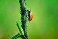 Ladybug Close Up Macro Nice Bokeh Royalty Free Stock Photo