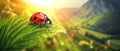 Ladybug close-up, macro photo image of the red bug with black spots, standing on the edge of a green dewy leaf of a tree Royalty Free Stock Photo