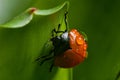 Ladybug close-up with nature background, ladybug holding green leaf with legs. Royalty Free Stock Photo