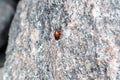 Ladybug close-up is sitting Royalty Free Stock Photo