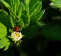 Ladybug close up Royalty Free Stock Photo