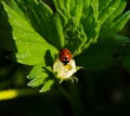Ladybug close up Royalty Free Stock Photo