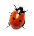 Ladybug