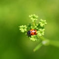 Isolated Ladybug on flower, blurred green background Royalty Free Stock Photo