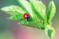 Ladybug closeup on green leaf defocused background Royalty Free Stock Photo