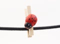 Ladybug clothespin hanging on a rope Royalty Free Stock Photo