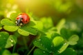 Ladybug on Clover, A Portrait of Nature\'s Perfection Royalty Free Stock Photo