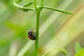 Ladybug Coccinella septempunctata eating its prey, which is an aphid.