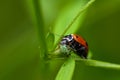 Ladybug Coccinella septempunctata eating its prey, which is an aphid.