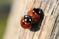 Ladybug - Coccinellidae