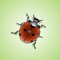 Ladybug (Coccinellidae) Royalty Free Stock Photo