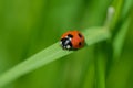 Ladybug (Coccinellidae) on a blade of green grass Royalty Free Stock Photo