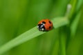 Ladybug (Coccinellidae) on a blade of green grass