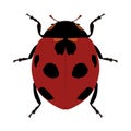 ladybug. Coccinellidae is a family of beetles. A predatory beetle with red elytra and black spots.