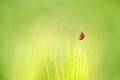 Ladybug, Coccinellidae on green grain barley plant close up. Crawling ladybugs, ladybird on a barley field in summer