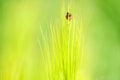 Ladybug, Coccinellidae on green grain barley plant close up. Crawling ladybugs, ladybird on a barley field in summer Royalty Free Stock Photo