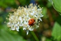 Ladybug Coccinellidae hunting aphids, greenfly or blackfly Aphidoidea on a Dogwood Cornus Cornaceae flower blossom closeup m Royalty Free Stock Photo