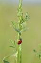 Ladybug, Coccinellidae, Lady beetle
