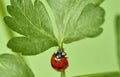 Ladybug Coccinellidae on parsley stem Royalty Free Stock Photo