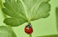 Ladybug Coccinellidae on parsley stem