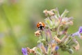 Ladybug (Coccinellidae) on a Purple Flower