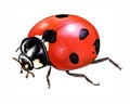 Ladybug Coccinellidae, realistic drawing Royalty Free Stock Photo