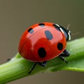 Ladybug (Coccinellidae) with a shiny red shell featuring distinct black spots, walking Royalty Free Stock Photo