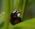 A ladybug, Coccinellidae, eating tiny yellow aphids. Royalty Free Stock Photo