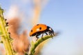 Ladybug Coccinellidae on a stick Royalty Free Stock Photo