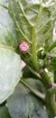 Ladybug Coccinellidae is a widespread family of small beetles ranging in size from 0.8 to 18 mm