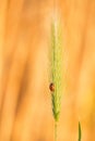 Ladybug, coccinellidae on yellow orange grain barley plant close up. Crawling ladybugs, ladybird on a barley field in summer Royalty Free Stock Photo