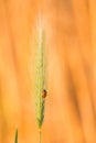 Ladybug, coccinellidae on yellow orange grain barley plant close up. Crawling ladybugs, ladybird on a barley field in summer Royalty Free Stock Photo