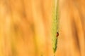 Ladybug, coccinellidae on yellow orange grain barley plant close up. Crawling ladybugs, ladybird on a barley field in summer Royalty Free Stock Photo