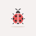 Ladybug. Color icon with shadow. Animal vector illustration Royalty Free Stock Photo