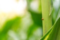 Ladybug on corn stalks Royalty Free Stock Photo
