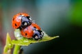 Ladybug couple on green leaf, macro close up Royalty Free Stock Photo