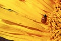 A ladybug covered in pollen crawling over a sunflower Royalty Free Stock Photo